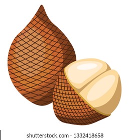 Vector illustration of brown salak fruit half a salak pealed  white background.