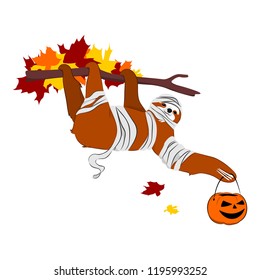 Vector illustration brown sloth in a Halloween mummy costume hangs on a branch in autumn and holds a pumpkin in his paw