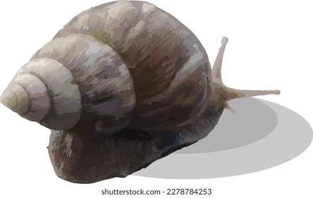 ilustración vectorial de un caracol pardo sobre un fondo blanco