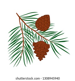 Vector illustration of brown spruce cones on green branch