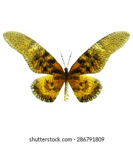 Vector illustration of brown tropical butterfly on a white background, 3d