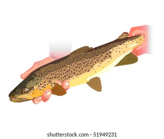 Vector illustration of Brown Trout being released. Raster image also available