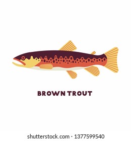 Vector illustration of Brown Trout (Salmo trutta) freshwater fish. White background. Color icon. 