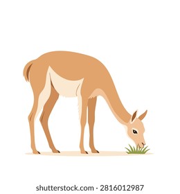 A vector illustration of a brown vicuna standing and eating grass in a flat design style