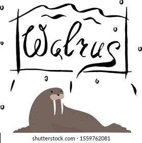Vector illustration of a brown walrus with large fangs. The walrus lazily rests, lying on white ice. Art in Flat, Scandinavian, childish style with a calligraphic inscription "Walrus" above.