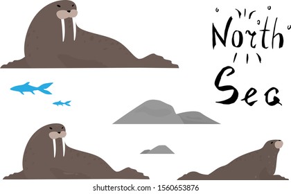 Vector illustration of a brown walrus with large fangs. The walrus lazily rests, lying on white ice. Art in Flat, Scandinavian, childish style with a calligraphic inscription "North Sea".
