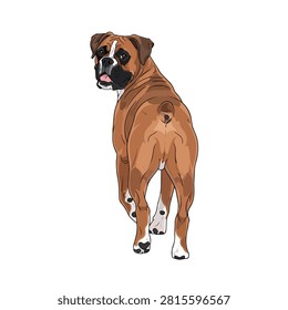 Vector illustration of a brown and white boxer dog looking back over its shoulder isolated on white