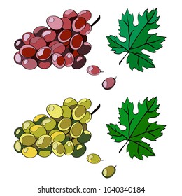 Vector illustration. A brush of grapes of violet and green color, berries of grapes, a leaf of grapes.