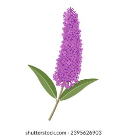 Vector illustration, Buddleja davidii, also called summer lilac, isolated on white background.