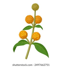 Ilustración vectorial de Buddleja globosa, también conocido como árbol de la bola de naranja, o buddleja de la bola de naranja, aislado en el fondo blanco.