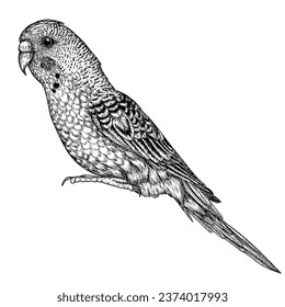 Vector illustration of a budgie in engraving style