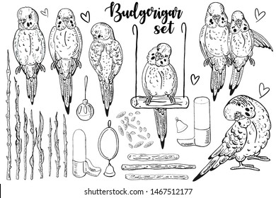Vector illustration of a budgie on a white background. Vector set of illustrations with parrots.