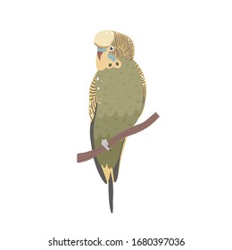 Vector illustration with budgie paco.