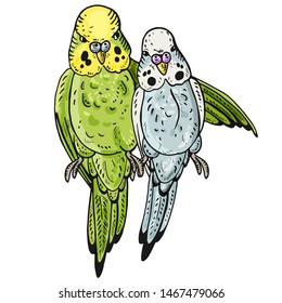 Vector illustration of budgies in different colors. A pair of birds. Loving couple of parrots.