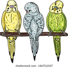 Vector illustration of budgies in different colors. Pets, poultry. Vector birds.