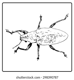 Vector illustration bug sign on white background