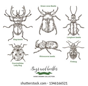 Vector illustration bugs ans beetles isolated on white background. Hand drawn insects collection. Detailed sketches in vintage style.