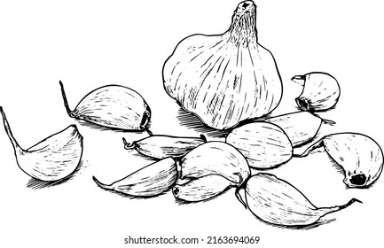 Vector illustration bulb and cloves of garlic. Line art, black on white background.