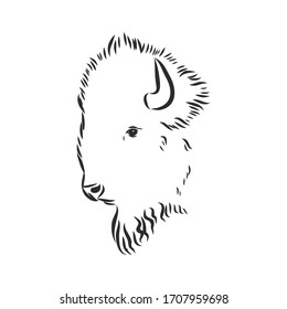 Vector illustration with bull head. Hand drawn sketch. portrait of a bison, bison head vector sketch illustration