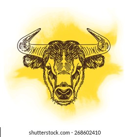 Vector illustration with bull head. Hand drawn sketch.