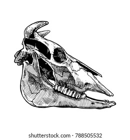 Vector illustration of bull skull stylized as engraving. Profile, side view.