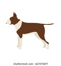 Vector illustration of bull terrier dog. Isolated on white background.