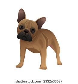Vector illustration of Bulldog. Vector illustration isolated on white.