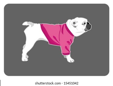 Vector illustration of bulldog wearing t-shirt