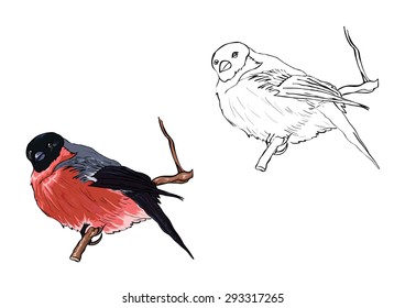 Vector illustration of bullfinch