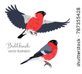 Vector illustration of bullfinch birds set. Bird in flight and sitting bird on white background.