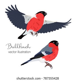 Vector illustration of bullfinch birds set. Bird in flight and sitting bird on white background.