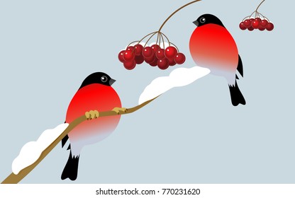 Vector illustration.  Bullfinch on the branch of the viburnum.