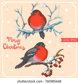Vector illustration of bullfinch on the rowan,text Merry Christmas on background with abstract paper texture.Christmas set with tree branch,red bird sketch.Linear art in vintage style for your design