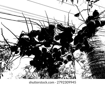Vector illustration of a bunch of betel areca nuts hanging on a palm tree. High contrast black and white tropical botanical plant silhouette graphic design for agriculture themes.