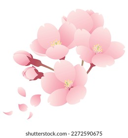 Vector illustration of A bunch of cherry blossoms 4