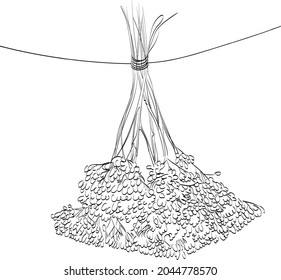Ilustración vectorial de un montón de flores secándose. Esbozo negro dibujado a mano, aislado en fondo blanco. Esbozo. Componente de medicina herbaria. Yarrow común.