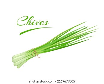 Vector illustration, bunch of fresh Chives, scientific name Allium schoenoprasum, isolated on a white background. svg