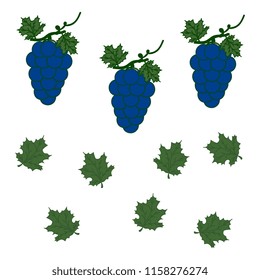 Vector illustration with a bunch of grapes, blue, green leaves on a white background. Cute card template design.