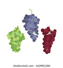 Vector illustration of a bunch of grapes of different varieties on a white background in a flat style. Set of grapes of different colors for design.