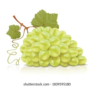 Vector illustration of a bunch of green grapes.