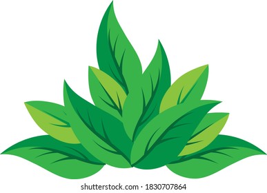 Ilustración vectorial del racimo de hojas verdes