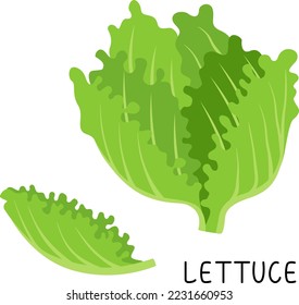Ilustración vectorial de panza y lechuga. Ilustración vegetal de estilo plano aislada en fondo blanco.