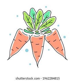 Vector illustration of bunch of orange carrot with green leaf on white color background