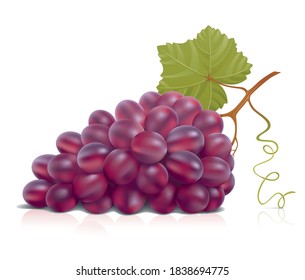 Vector illustration of a bunch of red grapes.