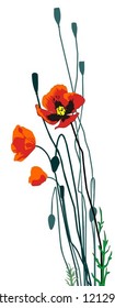 Vector illustration – bunch of Red poppy
