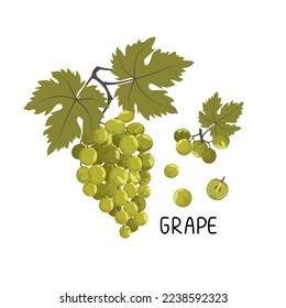 
Vector illustration of a bunch of ripe fresh green grapes, individual berries and leaves. Berry illustration in flat style isolated on white background.