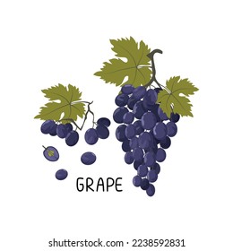 Vector illustration of a bunch of ripe fresh blue grapes, individual berries and leaves. Berry illustration in flat style isolated on white background.