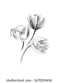 Vector illustration of a bunch of tulips in graphic style