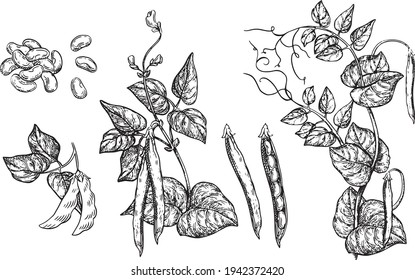 Vector illustration Bunch of wine grapes with leaf - symbol, icon, package design element, abstract ornamental pattern on white background. Vector illustration