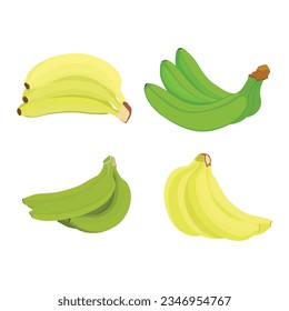 Vector illustration of bunches banana in cartoon flat style. Sweet yellow and green fresh banana fruit bright healthy food for diet or vegetarian isolated on white background.